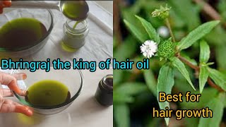 how to make bhringraj oil for hair growth homemade bhringraj oilbhringrajhair growth oil [upl. by Ataynek]