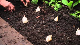 How to plant garlic [upl. by Cahra]