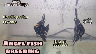 Angel fish breeding  Step by step process  Aquapets amp Farm [upl. by Hultin]