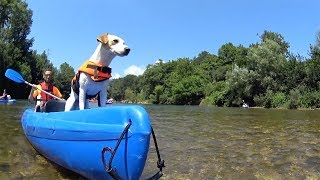 Pipper en Asturias  ¡Viaja con tu perro [upl. by Alexandr]