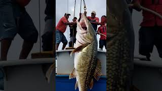 Crazy Monster Caught By Fishermen shorts shortsviral [upl. by Ecnahoy817]