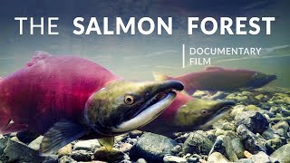 The Salmon Forest  Tongass National Forest  Alaska Nature Documentary [upl. by Ramso346]