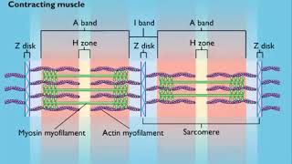 Sarcomere Shortening [upl. by Ylloj]