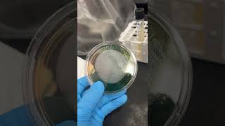 Unknown specimen growth on MacConkey agar and blood agar microorganisms bacteria [upl. by Oinigih299]