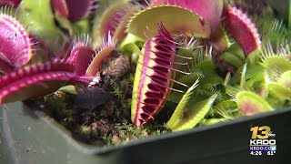 Colorado Springs man grows worlds largest Venus flytrap [upl. by Ulberto]