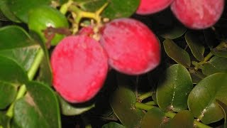 The Exotic and Edible Natal Plum  a Florida Favorite You Will Love [upl. by Eceeryt]