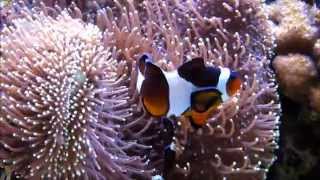 Bohóchal Amphiprion ocellaris tartás tengeri akváriumban [upl. by Norry]