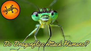 Do Dragonflies Attack Humans [upl. by Lleira]