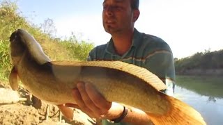 Episode 35 SE Missouri Bootheel Drainage Ditch Bowfin [upl. by Alonzo]