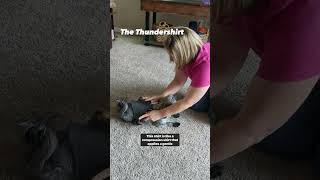 Thundershirt for Nervous Dogs puppytrainingtips puppyshorts [upl. by Mosi]