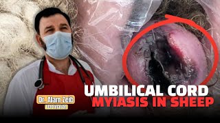 Umbilical Cord Myiasis in Sheep Diagnosis Treatment amp Prevention  Dr Alam Zeb [upl. by Tavis350]