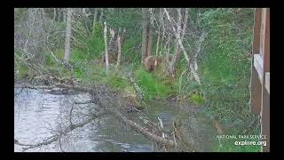 Brooks Falls Brown Bears Viewer Discretion  32 attacks 910jr she walked awayexploreorg 72024 [upl. by Dawna176]