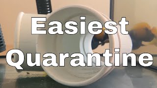 Easiest Saltwater Fish Quarantine Method [upl. by Adirf]