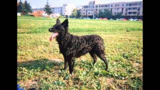 HRVATSKI OVČAR  CROATIAN SHEEPDOG [upl. by Xino298]