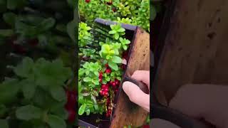 Lingonberry picking in Sweden forest fruit garden gardening harvesting farm shorts viralvideo [upl. by Aniryt753]