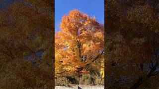 Autumn in Connecticut USA autumn autumncolors newhaven pakistan usa fall tree [upl. by Eihcir]