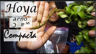 Potting My Hoya Carnosa Compacta Propagation  Hindu Rope Plant Care [upl. by Ania]