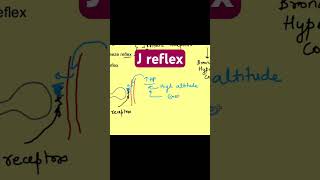 J reflex  respiratory system physiology mbbs 1st year [upl. by Etessil119]