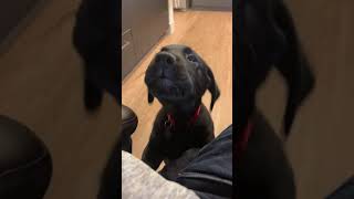 Labrador puppy yapping for attention [upl. by Olathe]