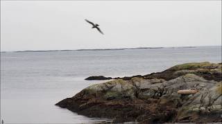 Boatramp Bigfoot Beach Spot [upl. by Leina]