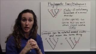 Phylogenetics and Reading Phylogenetic Trees [upl. by Alyk507]