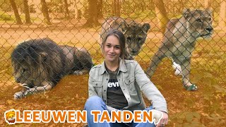 Hoeveel TANDEN heeft een LEEUW🦁🦷 [upl. by Aisset654]