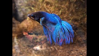 Bojownik wspaniały  syjamski Betta splendens [upl. by Alek]