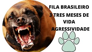 FILA BRASILEIRO DE  3 TRES MESES DEFESA DO SEU TERRITÃ“RIO [upl. by Mechelle]