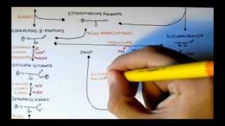 Human Metabolism Map III  Glycerols MonoDi Tri and Phosphatidic Acid [upl. by Sucerdor]