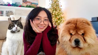 Prepping For Christmas with our Chow Chow and Cats [upl. by Hastie]