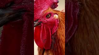 Why the Gallic Rooster is Frances National Animal 🇫🇷  French Symbols Explained shorts france [upl. by Etnoed]