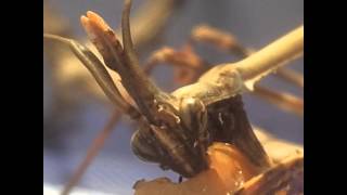 Idolomorpha Lateralis Mantis Eating [upl. by Oiramej]