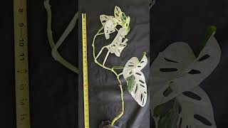 A 5 rooted Monstera Adansonii Albo Variegata cutting gardenpropagation monsteranatureplants [upl. by Bassett]