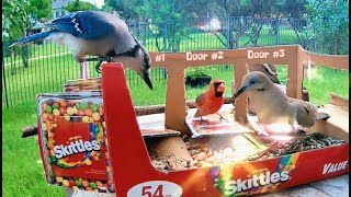 Unbelievable Blue Jay Snaps at Red Cardinal [upl. by Noda]