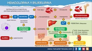 METABOLISMO DE LA HEMOGLOBINA Y BILIRRUBINA [upl. by Nede]