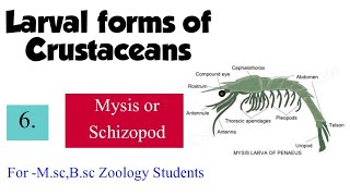 Part6 Larval forms of CrustaceaMysisSchizopod For Msc Bsc Zoology Students [upl. by Moon541]