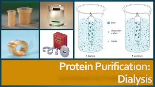 Protein Purification  Dialysis Principle Procedure and Factors affecting dialysis [upl. by Chil328]