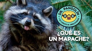 ¿Qué es un mapache  Dr Pangolín y su Ejército de Animalitosbebé [upl. by Naul]