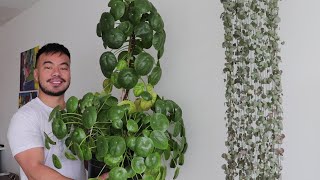 How to Grow A Giant Pilea Peperomioides  Houseplant Care Guide and Tips [upl. by Einahteb]