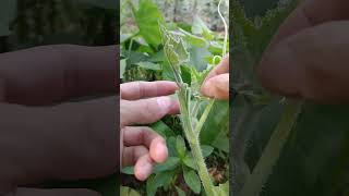 Simple Grafting Steps grafting graft nature gardening plants satisfying 3500grafts garden [upl. by Yrac285]