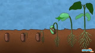 What is Seed Germination  SEED GERMINATION  Plant Germination  Plant Science for Kids [upl. by Notlim]