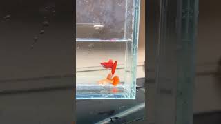 Albino Full Red Guppy pairs in hyderabad [upl. by Latouche]