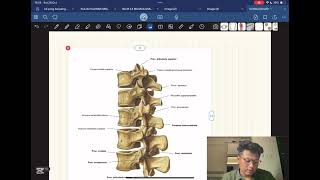 Anatomi Vertebra amp Regio Dorsum [upl. by Ostap]