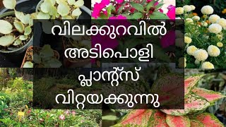 plant for affordable price Malayalam [upl. by Llertram489]