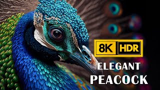 Elegant Peacock  Amazing Birds 8K UHD  Beautiful Music [upl. by Ellennahs677]