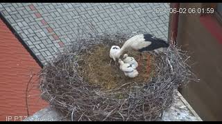 ChýnovCZ Breakfast for the four stork chicks 20240602 [upl. by Asital]