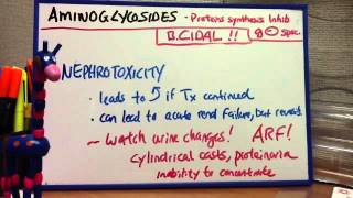 Aminoglycosides  Gentamycin Tobramycin Amikacin [upl. by Nnylyt]