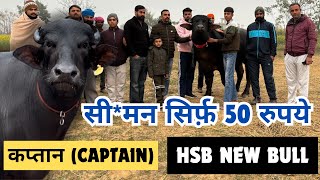 HSB ने मैदान में उतारा 56 पीढ़ियों तक के रिकॉर्ड वाला शानदार बुल  कप्तान Captain HSB New Bull [upl. by Birdie]