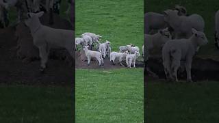 How many lambs are playing king of the hill lamb lambslife sheep lambing kingofthehill [upl. by Adnarram945]