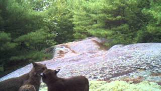 Captured on Video Wild Bobcat Kittens PlayFighting [upl. by Adamsen]